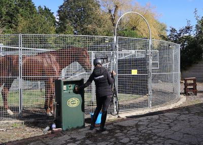 Chesnut Horse on horse walker